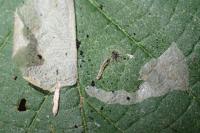 Phyllonorycter coryli