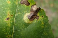 Phyllonorycter sagitella