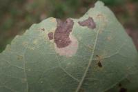 Phyllonorycter sagitella