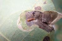 Phyllonorycter sagitella