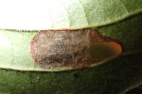 Antispila petryi