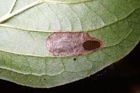 Antispila petryi
