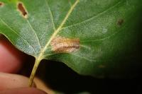Phyllonorycter ulmifoliella