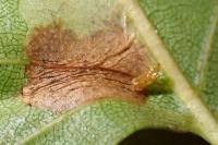 Phyllonorycter ulmifoliella