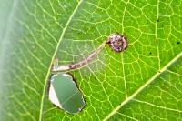Bucculatrix frangutella
