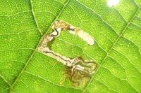 Stigmella tiliae