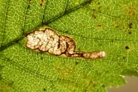 Stigmella viscerella