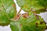 Stigmella aurella