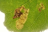 Ectoedemia atricollis