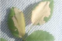 Coptotriche angusticollella