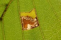 Stigmella tityrella