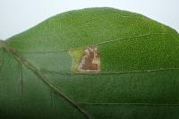 Stigmella tityrella