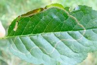 Lyonetia clerkella