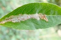 Phyllonorycter leucographella