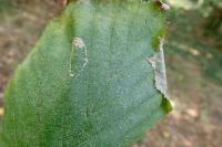 Phyllonorycter nicellii
