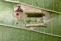 Phyllonorycter nicellii