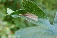 Phyllonorycter corylifoliella