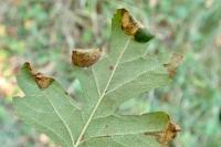 Parornix anglicella