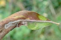 Phyllocnistis saligna