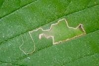 Stigmella microtheriella