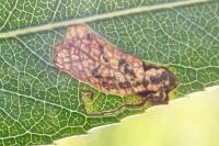Stigmella obliquella