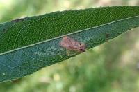 Stigmella obliquella