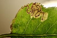 Stigmella oxyacanthella