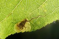 Stigmella plagicolella
