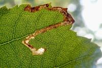 Stigmella sakhalinella