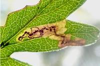 Stigmella hybnerella