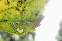Stigmella