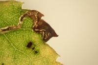 Stigmella