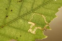 Stigmella