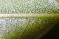 Stigmella