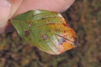 Bucculatrix frangutella