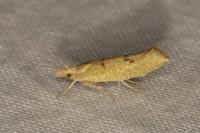 Ypsolopha alpella