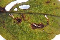 Bucculatrix frangutella