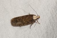 Agonopterix liturosa