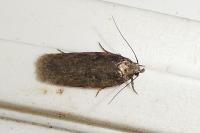 Agonopterix liturosa