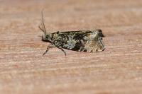 Celypha lacunana