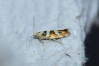 Argyresthia goedartella