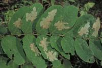 Parectopa robiniella