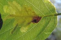 Parectopa robiniella
