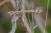 Oxyptilus