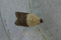 Acleris variegana