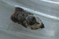 Acleris variegana