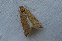 Acleris rhombana