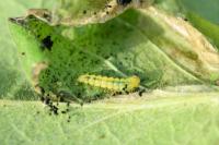 Phyllonorycter trifasciella