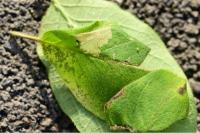 Phyllonorycter trifasciella