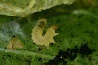 Phyllonorycter trifasciella